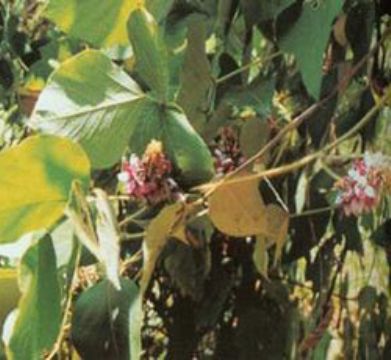 Sell  Kudzu Extract